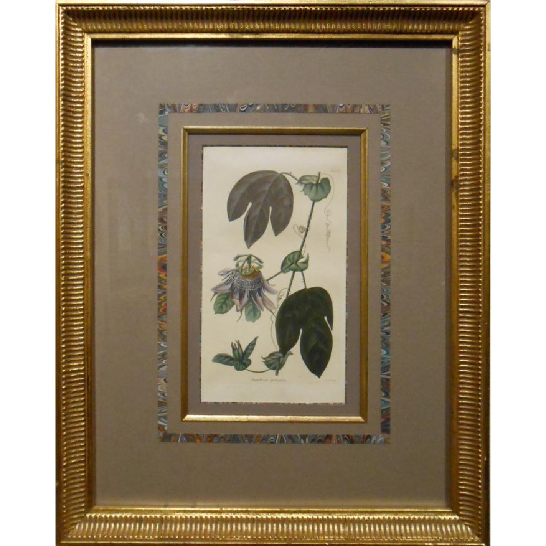 Framed Antique Hand Colored Botanical Etching (1 of 6)