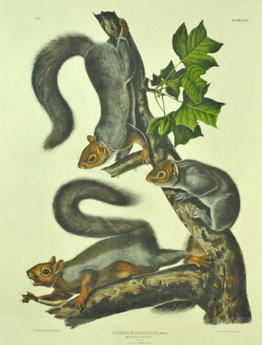 AUDUBON HAND COLORED LITHOGRAPH MIGRATORY SQUIRREL (1 of 4)