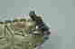item-87935329=4