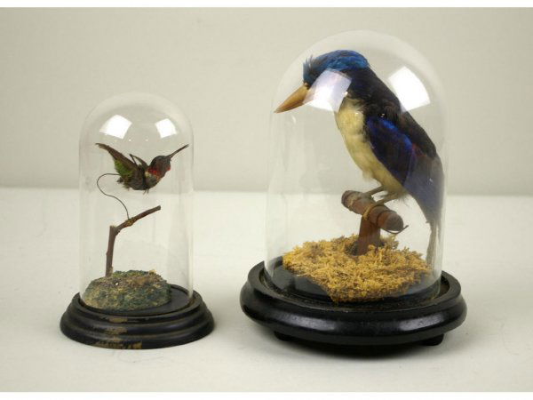TWO VICTORIAN TAXIDERMY BIRD DIORAMAS: including a perched blue woodpecker, and a ruby throated hummingbird, each under glass dome, tallest 8.5in. The Knoop Collection