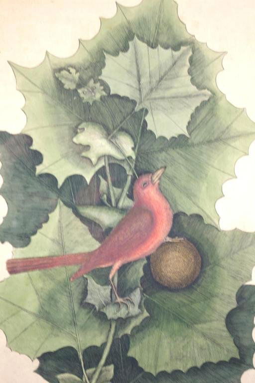 MARK CATESBY HAND-COLORED ENGRAVING: titled "The Summer Redbird…The Western Plane-tree", on laid paper, inscribed in pencil "Catesby 1731", signed MC in plate, verso with label of The Old Print Shop, 20x14in.