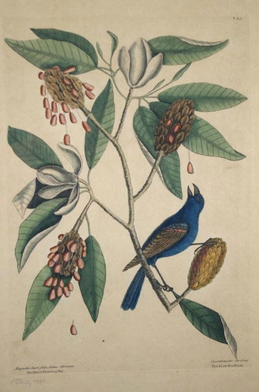 MARK CATESBY HAND-COLORED ENGRAVING: titled "The blew Grofbeak…The Sweet Flowering Bay", on laid paper, inscribed in pencil "Catesby 1731", 20x14in.