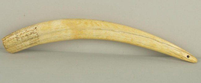 RAW IVORY WALRUS TUSK outside diameter 24in., circu: RAW IVORY WALRUS TUSK outside diameter 24in., circumference 7in., approx. 4lbs., hole drilled in tip NO INTERNATIONAL SHIPPING.
