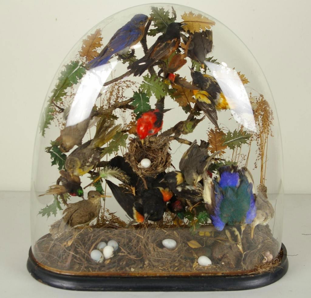 VICTORIAN GLASS-DOMED TAXIDERMY BIRD DIORAMA: including 19 taxidermy birds and nests with eggs, 21x20x9in.
