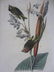 10: FIVE AUDUBON BIRDS OF AMERICA OCTAVO LITHOGRAPHS - 3