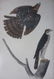 11: SEVEN AUDUBON BIRDS OF PREY OCTAVO LITHOGRAPHS - 4