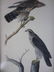 11: SEVEN AUDUBON BIRDS OF PREY OCTAVO LITHOGRAPHS - 5