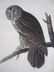 11: SEVEN AUDUBON BIRDS OF PREY OCTAVO LITHOGRAPHS - 6