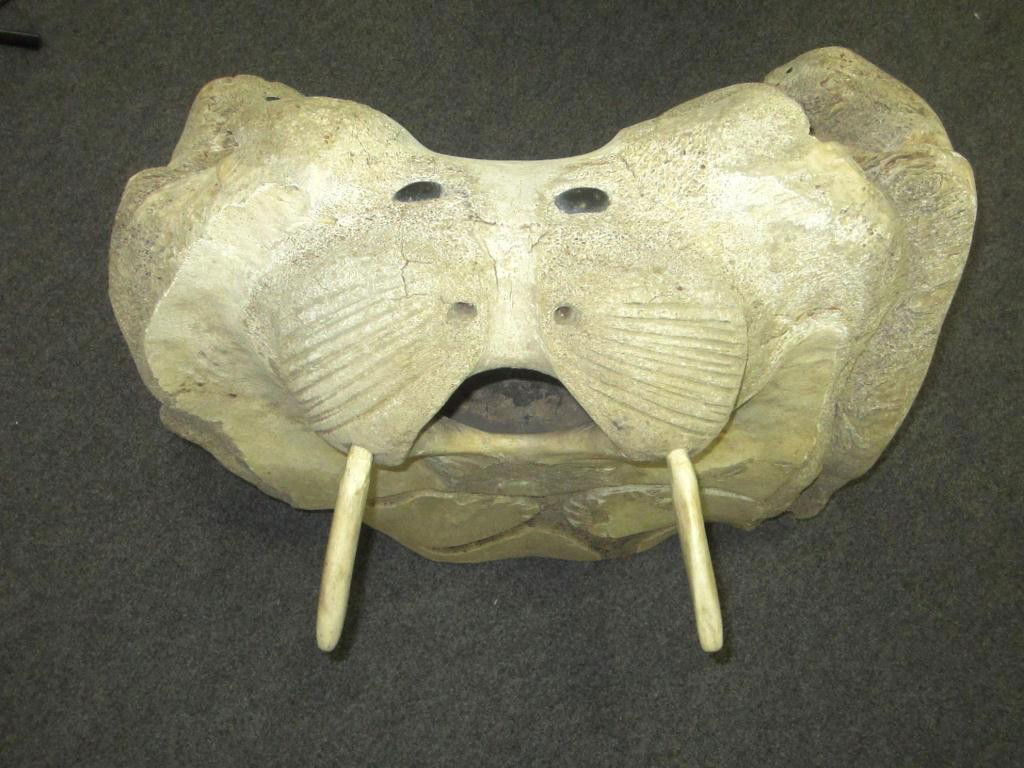 VERY LARGE INUIT CARVED WHALE BONE SCULPTURE: using whale vertebrae, depicting multiple animals including a walrus with ivory tusks, seals, wolf and more, unsigned, 24x24x15in.