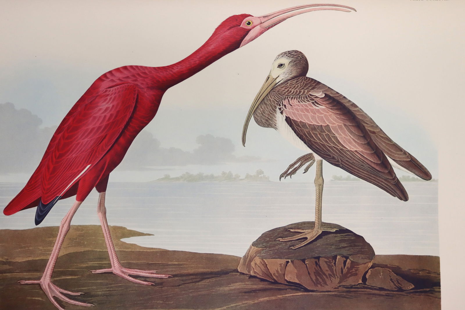 BIRDS OF AMERICA - 2 PORTFOLIOS AFTER JJ AUDUBON (1 of 20)