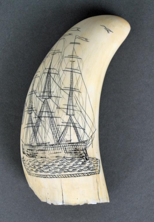 SCRIMSHAW WHALE TOOTH: depicting a sailing ship and seagull, 6.25in.