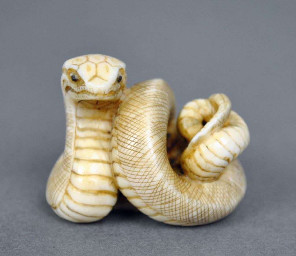 JAPANESE CARVED IVORY NETSUKE: a coiled constrictor snake, signed, 1.5in., NO INTERNATIONAL SHIPPING