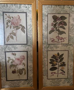 Botanical Prints: Rosa Conifoli botanical prints 2