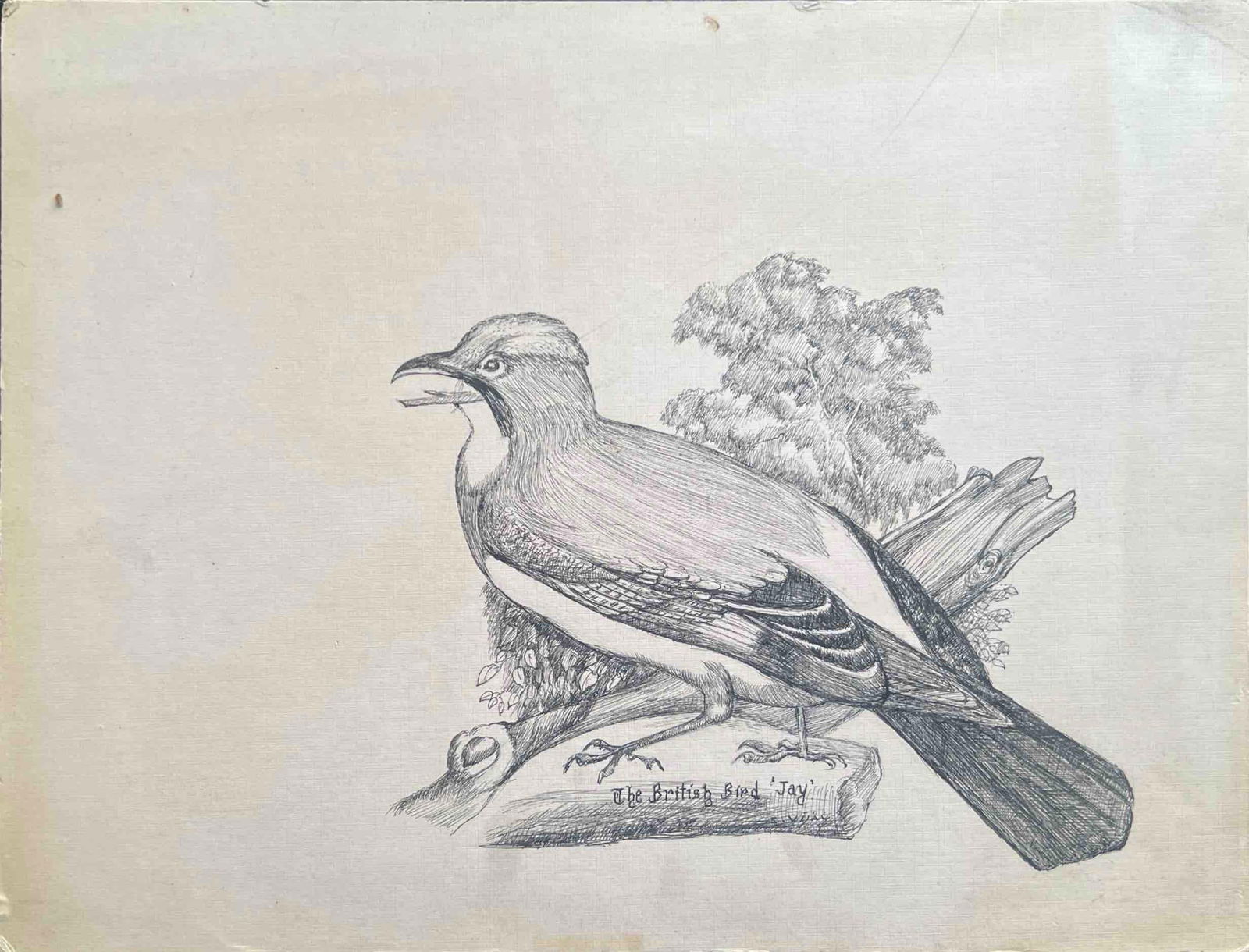 HAND-DRAWN SKETCH OF A “BRITISH BIRD – JAY”: HAND-DRAWN SKETCH OF A “BRITISH BIRD – JAY” A DETAILED PENCIL ILLUSTRATION OF A JAY PERCHED ON A BRANCH, FEATURING CAREFUL SHADING AND TEXTURE WORK. THE BIRD IS SHOWN IN PROFILE,