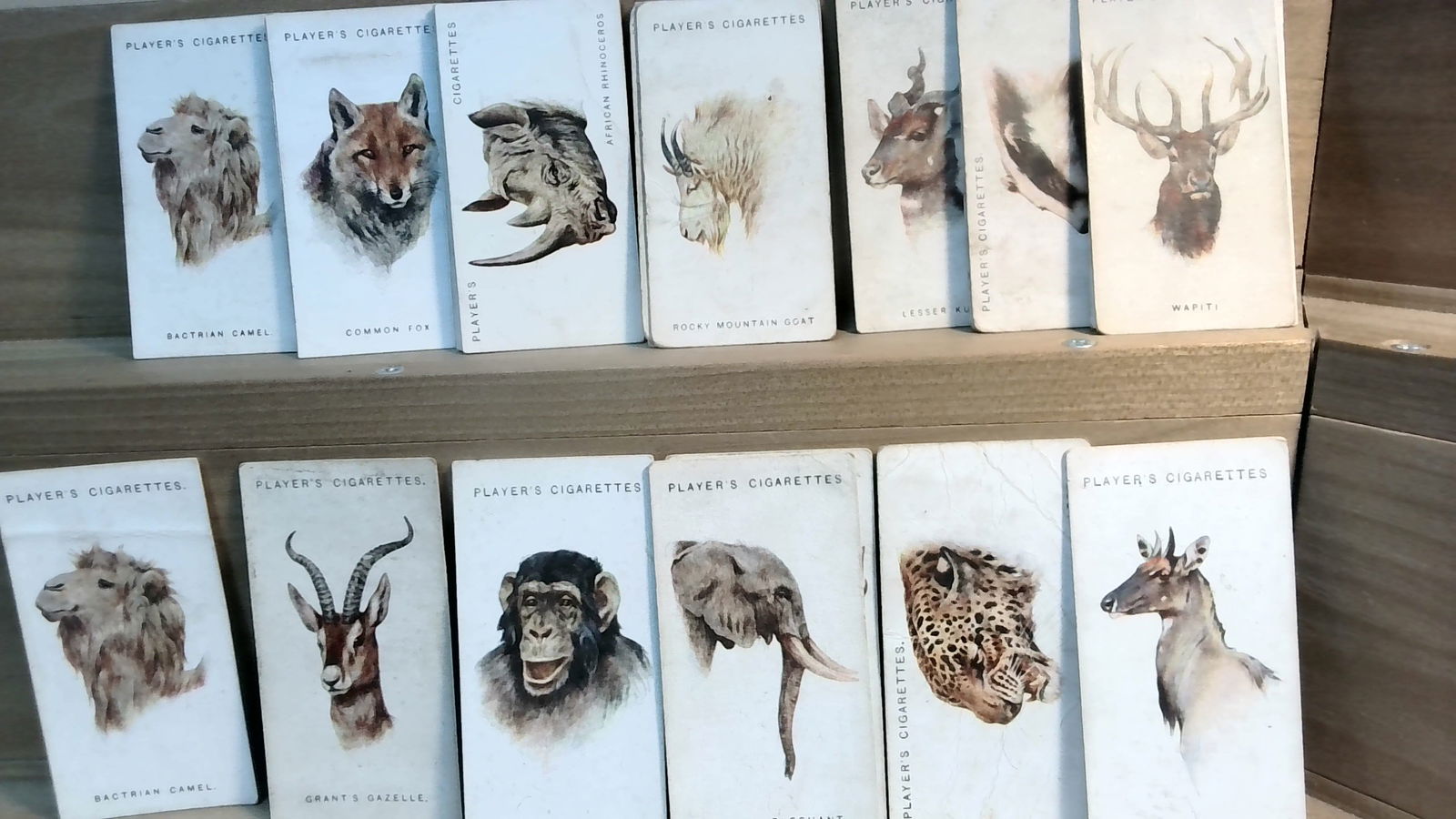 Original Tobacco cards 1931 J. Player Wild Animals Heads Approx 25 cards (1 of 2)