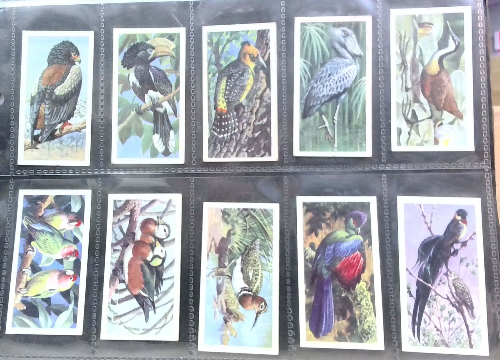 Original Brook Bond Tea Cards Tropical Birds 50 cards complete set: Nice Sheeted set In protector tobacco cards sheet(s). Begin your tobacco cards collections with us. We will help Start or complete your sets. Many original tobacco cards, sets, singles, collections an