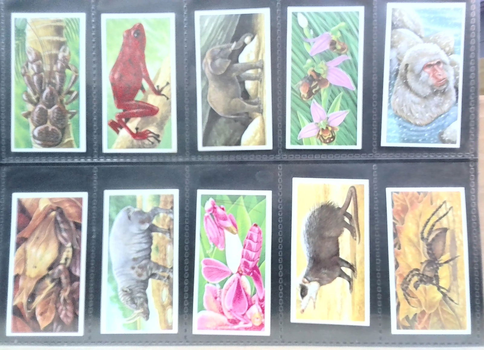 Original Brook Bond Tea Cards Incredible Creatures 40 cards complete set: Nice Sheeted set In protector tobacco cards sheet(s). Begin your tobacco cards collections with us. We will help Start or complete your sets. Many original tobacco cards, sets, singles, collections an