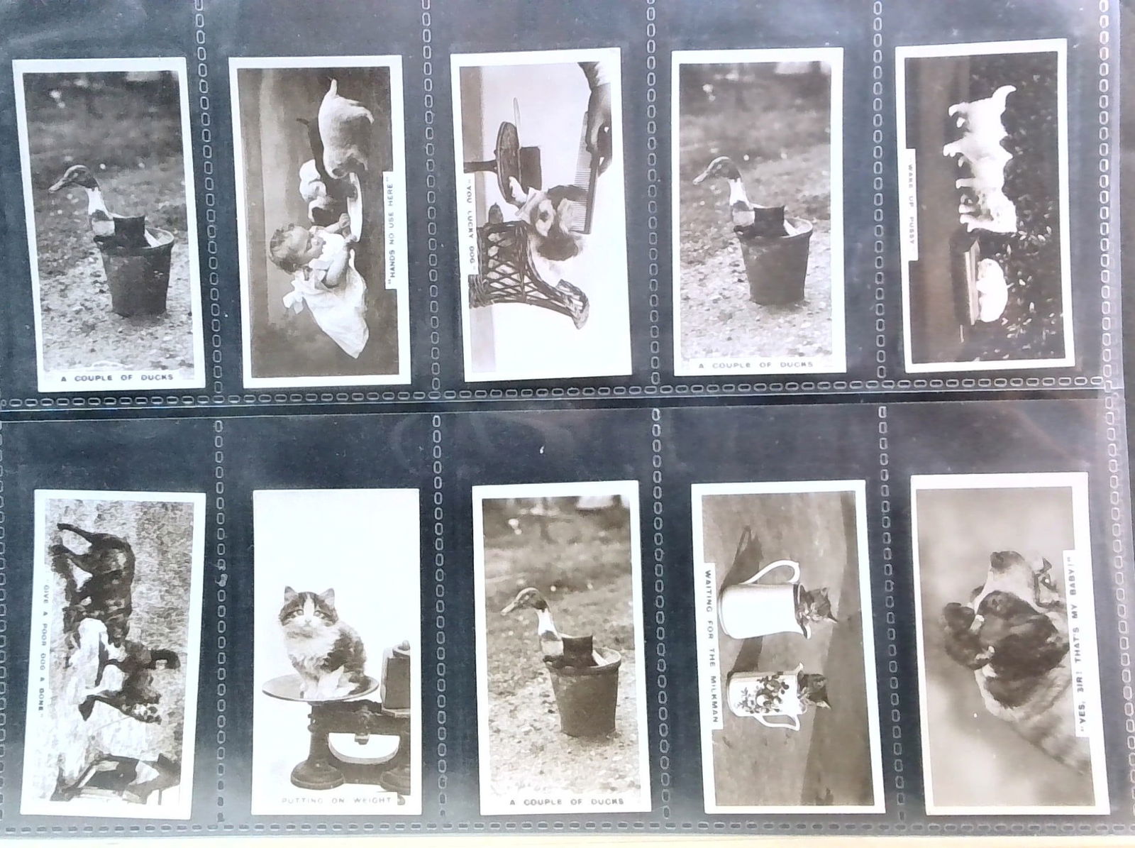 Original Tobacco Cards 1927 Richard LLoyd & De Reszke Real photo Zoological Cards (1 of 6)