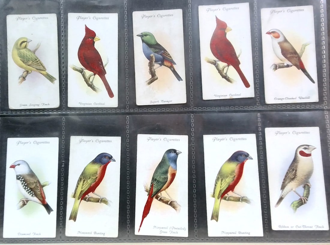 Original Tobacco Cards Beautiful Collection of 1933 Aviary and Cage Birds Players 50 Cards: 50 cards lot, limited duplication, Nice Sheeted lot In protector tobacco cards sheet(s). Begin your tobacco cards collections with us. We will help Start or complete your sets. Many original tobacco c