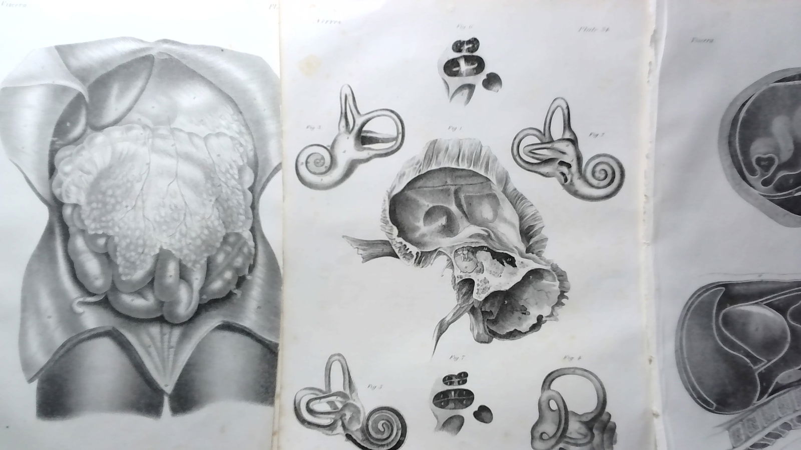 1830s Human Anatomical Engravings Rare collection of 9 (1 of 7)