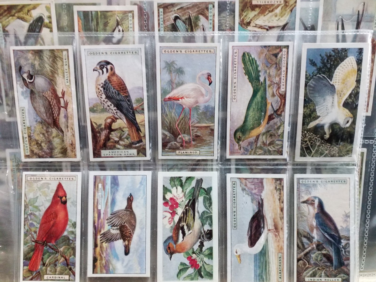 125 cards Large Collection 1920s Tobacco and Tea Natural History Cards Birds Dogs Fish etc (1 of 11)