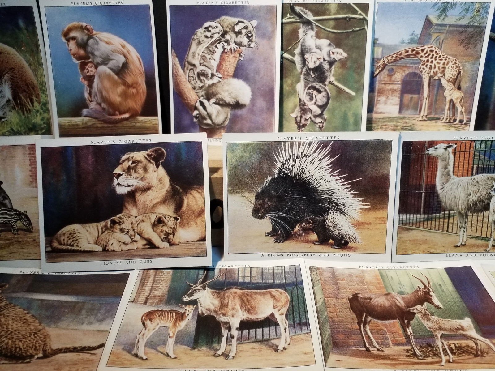 Cigarette Cards 1936 A Part Set of Zoo Babies John Players Tobacco cards (1 of 4)