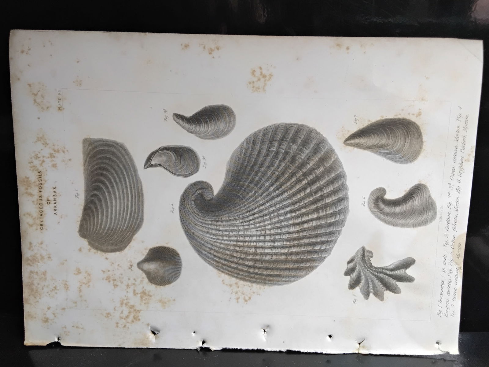 2 Original 1860 Engravings Of Arkansas Cretaceous Fossils: view of Arkansas Original hand colored lithograph Engraving, with foxing, circa. 1860 , measuring approx. 9 1/2 inches by 6 1/2 inches. no rips. Highly Detailed