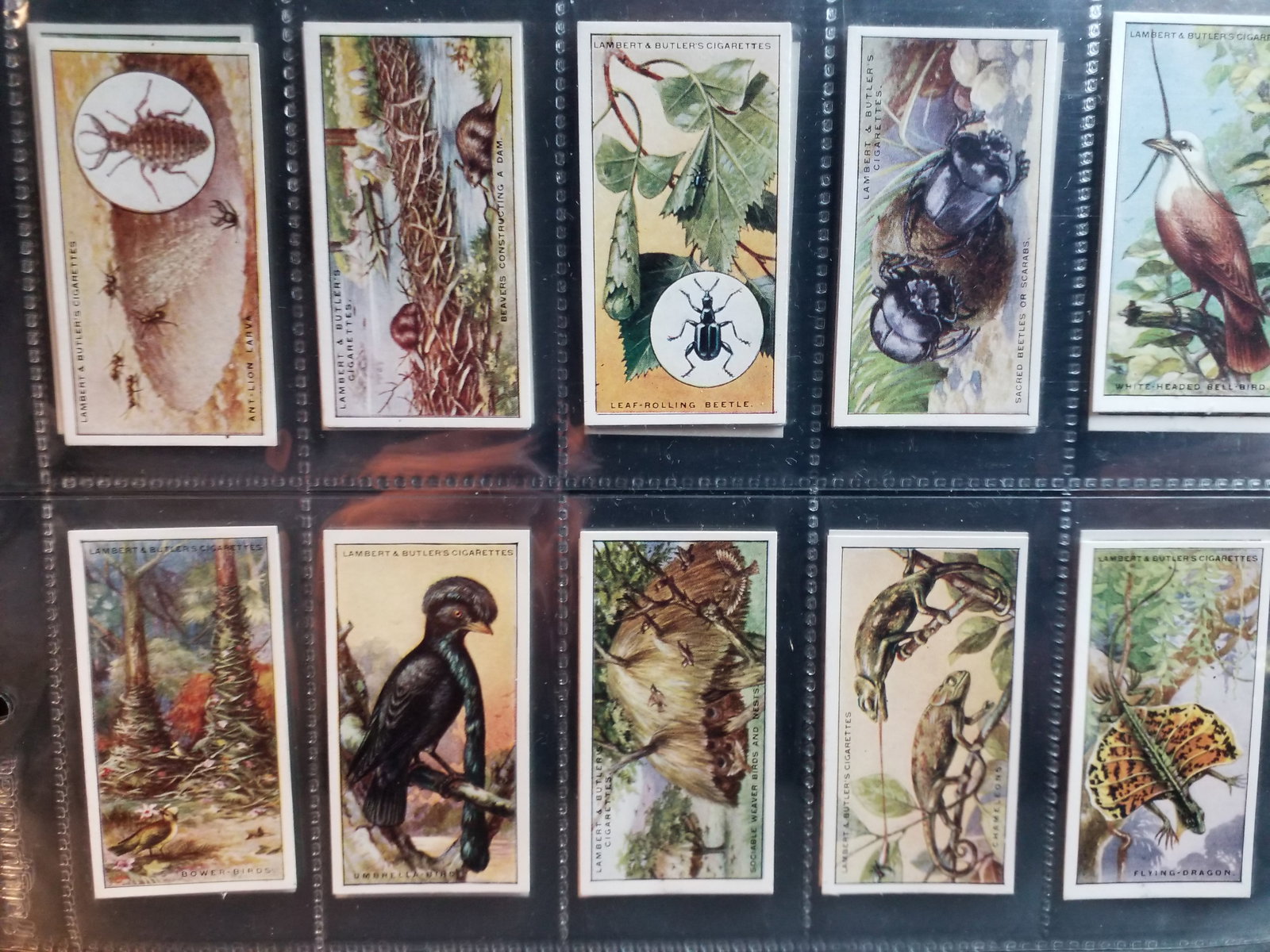 1924 Wonders of Nature Lambert and Butler 25 cards Original Tobacco cards Set: original Complete sheeted set. In protector tobacco cards sheets. In very good condition, Please view pictures below. Many More sets being added to this our current sale.