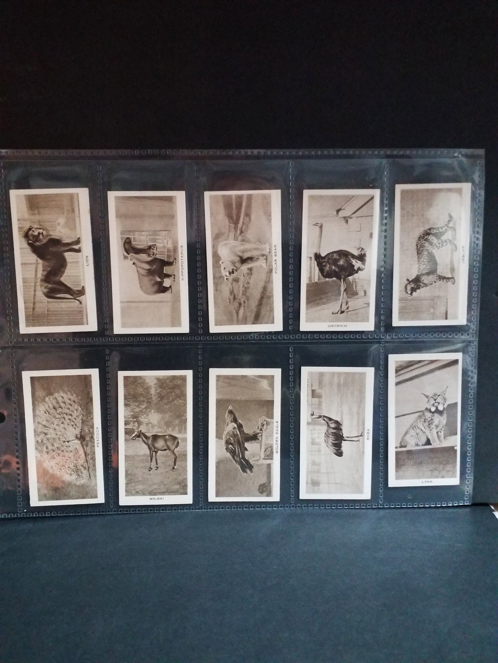 1926 Richard Lloyd & Sons Cigarettes Zoo Series Tobacco Cards Complete Set of 25: Original Complete sheeted set. In protector tobacco cards sheets. In very good condition, Please view pictures below. Many More sets being added to this our current sale.