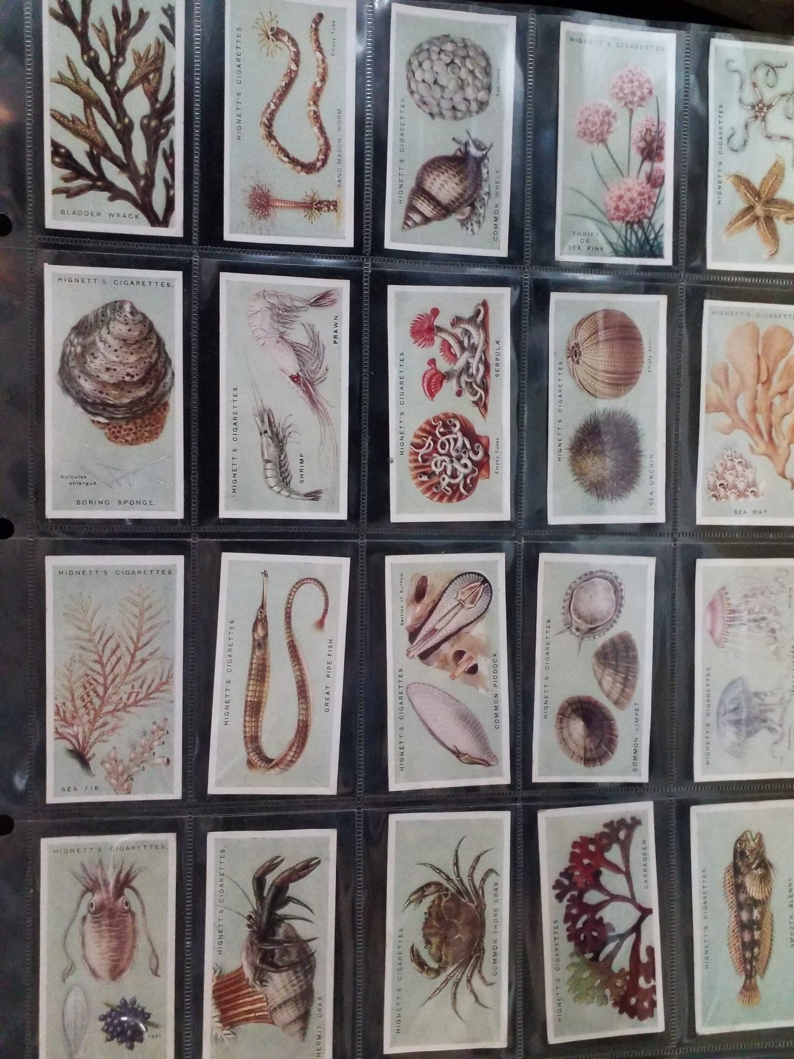 This is the 1920s Hignett Series Tobacco cards Complete set Common Objects of the Sea Shore Scarce (1 of 5)