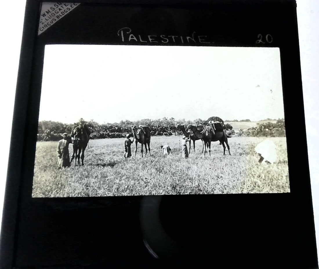 Camels and Riders in the Fields Palestine 1880s-Early 1900s Magic Lantern Slide Identified (1 of 1)