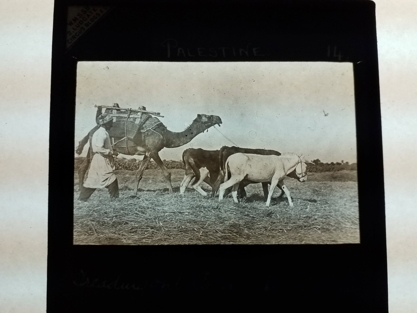1880s Magic Lantern Slide Camel and Horses in field Glass Photograph: Original 19th Century Glass photograph. 1880s-Early 1900s Magic Lantern Slide Identified Many Magic Lantern slides Available in Our Current Auction. Most Identified, Dating from the Early 1880s to the