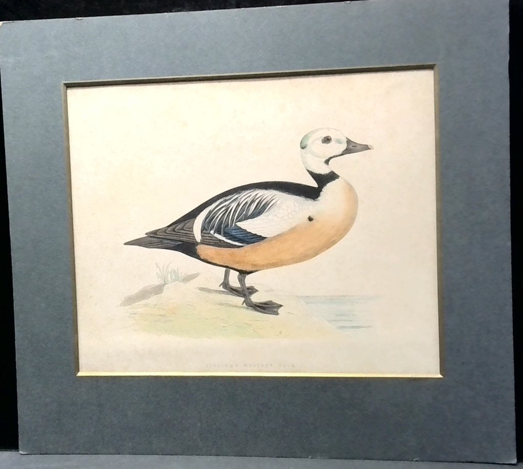 Steller's Western Duck Ornithological Print (1 of 3)
