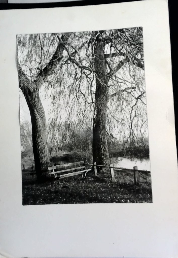 Vtg B&W Willow Tree Photograph (1 of 2)