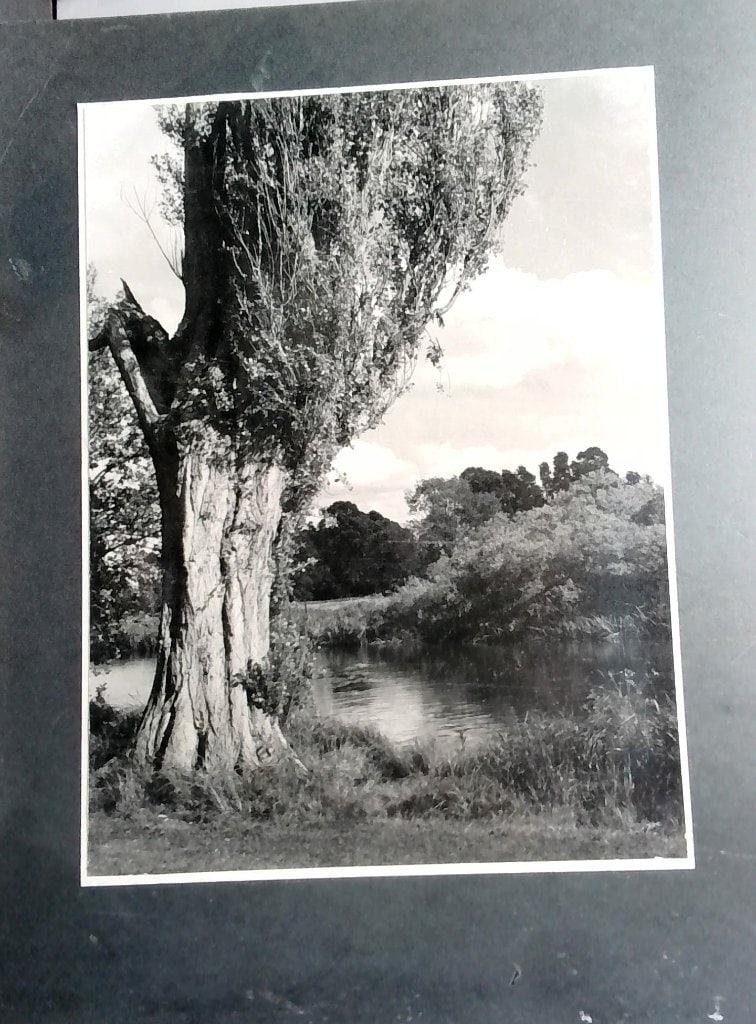 Vtg B&W River Tree Photograph (1 of 5)