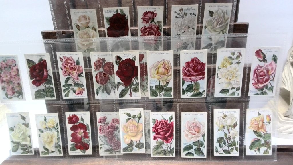 Vtg Wills's Cigarettes Rose Cards: Vtg Wills's Cigarettes Rose Series Cigarette Cards, Second Series, Hybrid Tea & Tea Roses, Botanical Illustrations, In Protective Sleeves.
