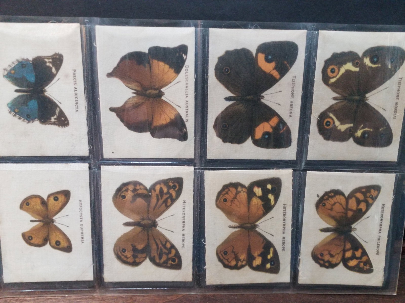 1910 Tobacco Wills Butterfly Silks A Stunning Sheet of Australian Butterflies lot of 8 silks: In very good condition, 1910 Tobacco Butterfly Silks. A Stunning Sheet of Australian Butterflies lot of 8 silks