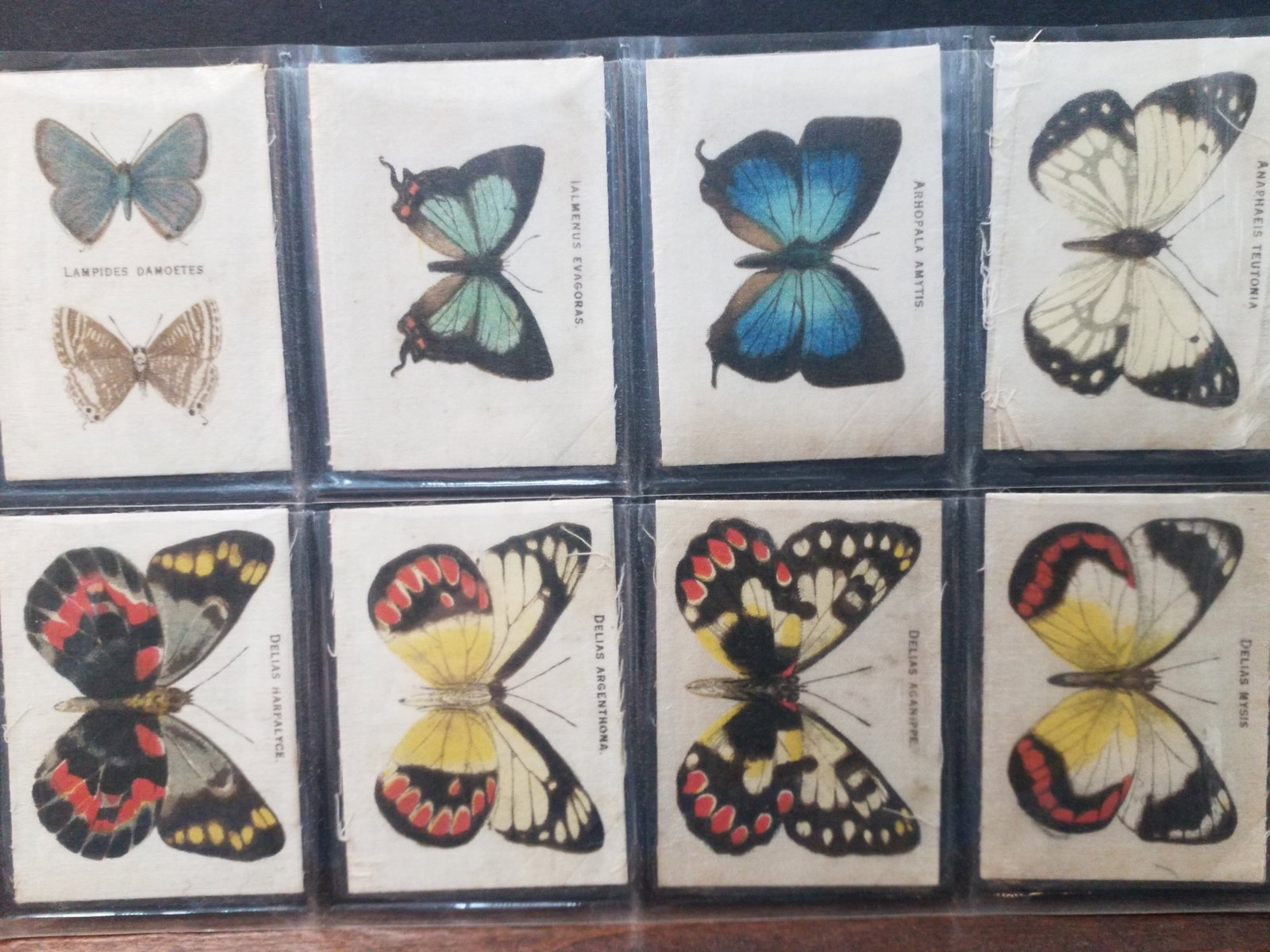 1910 Wills Tobacco Butterfly Silks A Stunning Sheet of Australian Butterflies lot of 8 silks: In very good condition, 1910 Tobacco Butterfly Silks .A Stunning Sheet of Australian Butterflies lot of 8 silks