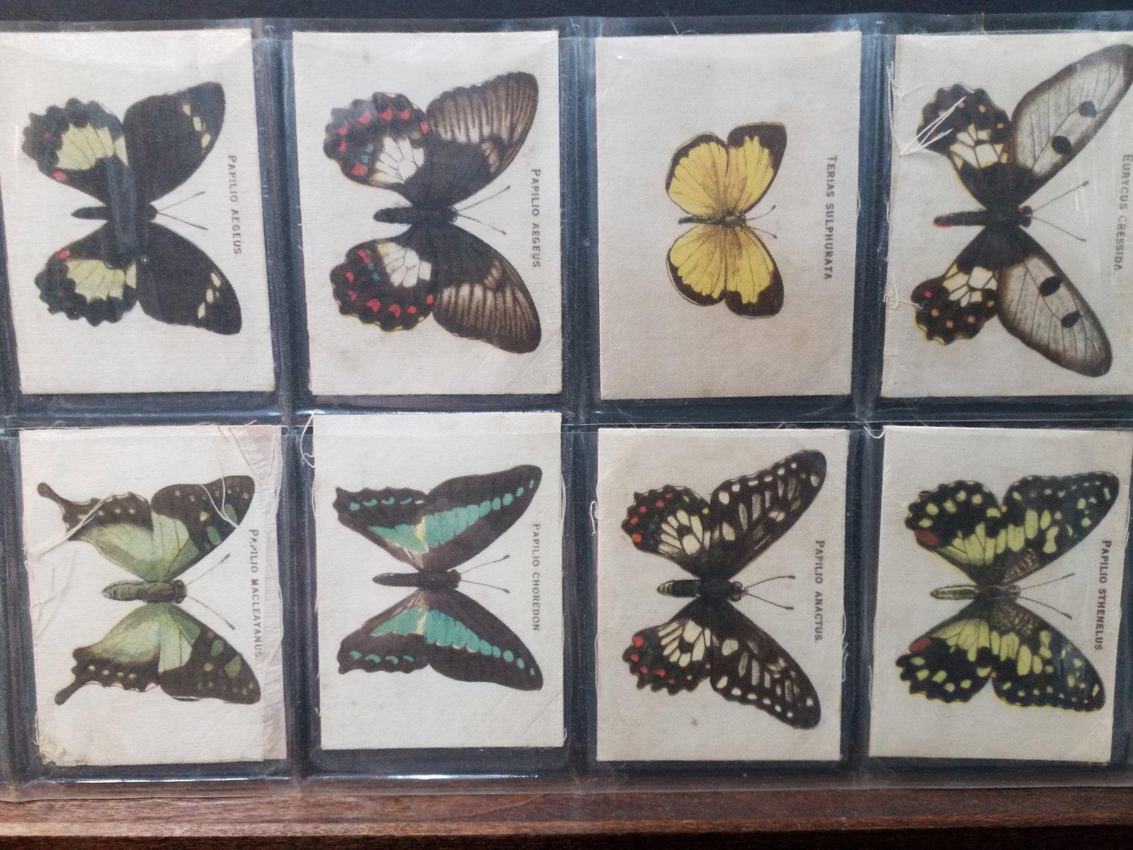 1910 Tobacco Butterfly Silks A Stunning Sheet of Australian Butterflies lot of 8 silks (1 of 2)