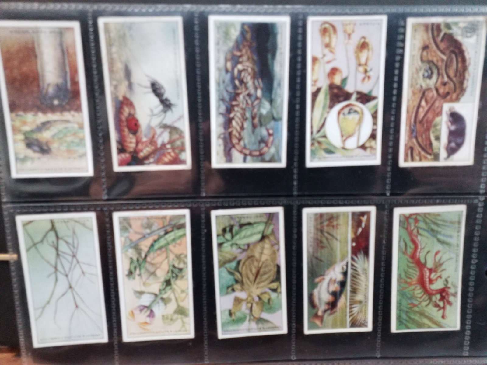 Cigarette cards WONDERS OF NATURE complete SET of 25 cards Lambert and Butler 1924 (1 of 4)