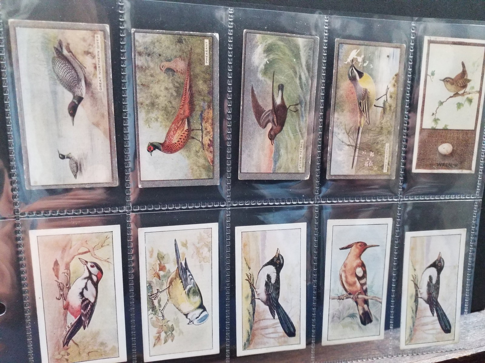1938 Tobacco cards Godfrey Phillips etc. Birds ,Scottish Wholesale etc cards 75 Cigarette cards lot (1 of 9)