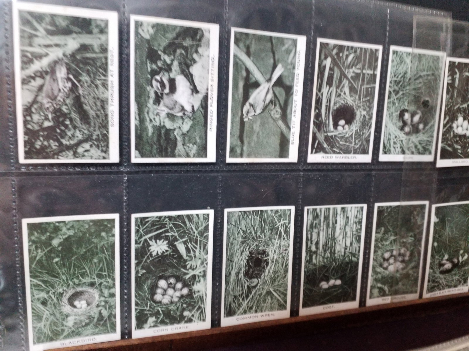 Baldric RS Challis Cigarette Cards Wild Birds at Home 1935 Complete Set 36 (1 of 4)