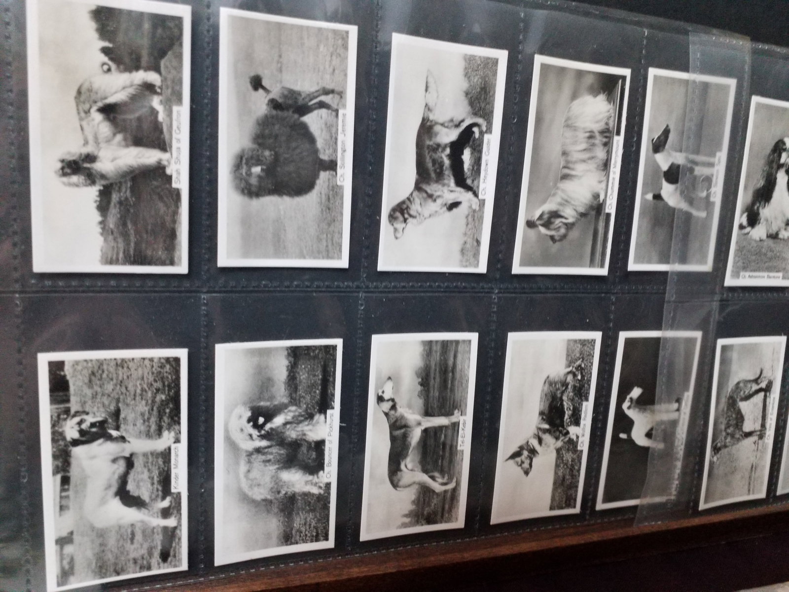 CIGARETTE CARDS. Sinclair Tobacco CHAMPION DOGS 1st.(1938).(Complete Set of 54) real photo: Original Complete set in protector sheets. In Very Good Condition. Many other tobacco cards sets available.