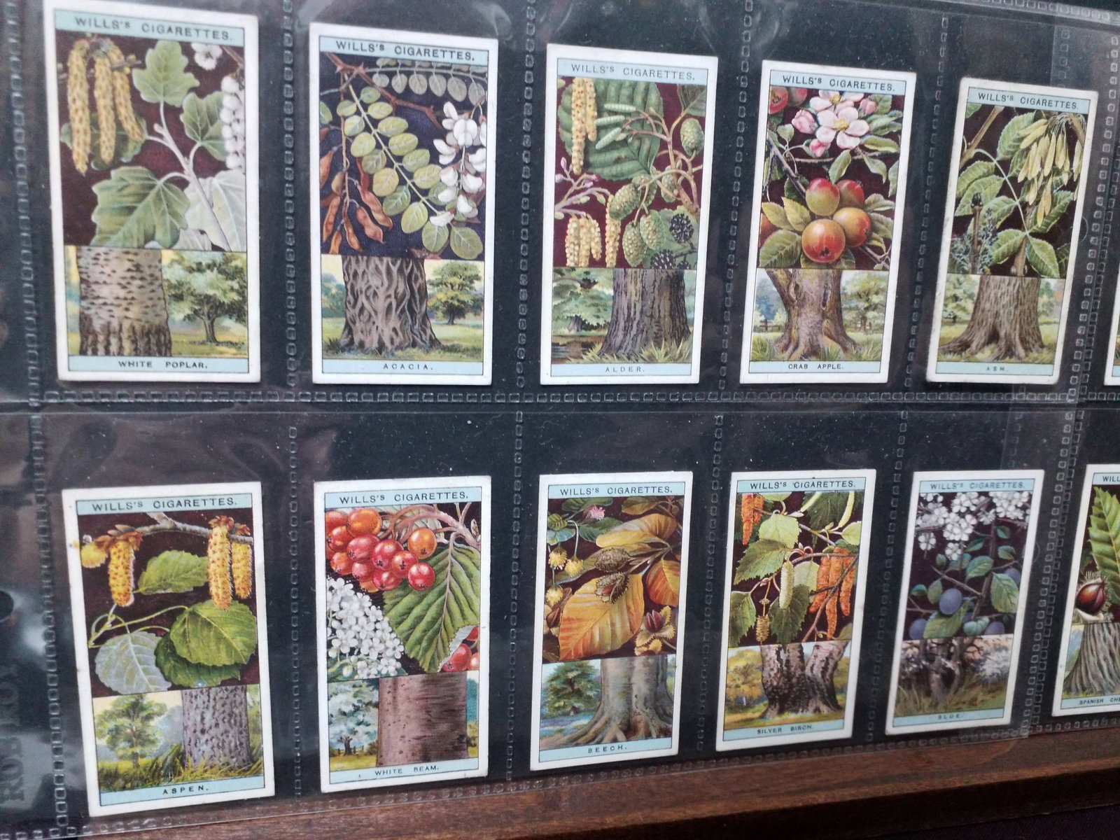 1924 Cigarette cards set WILLS - FLOWERING TREES & SHRUBS - FULL SET OF 50 CARDS: Original Set, Nice sheeted complete set, More tobacco cards sets, collections and lots available. In Vg Condition.