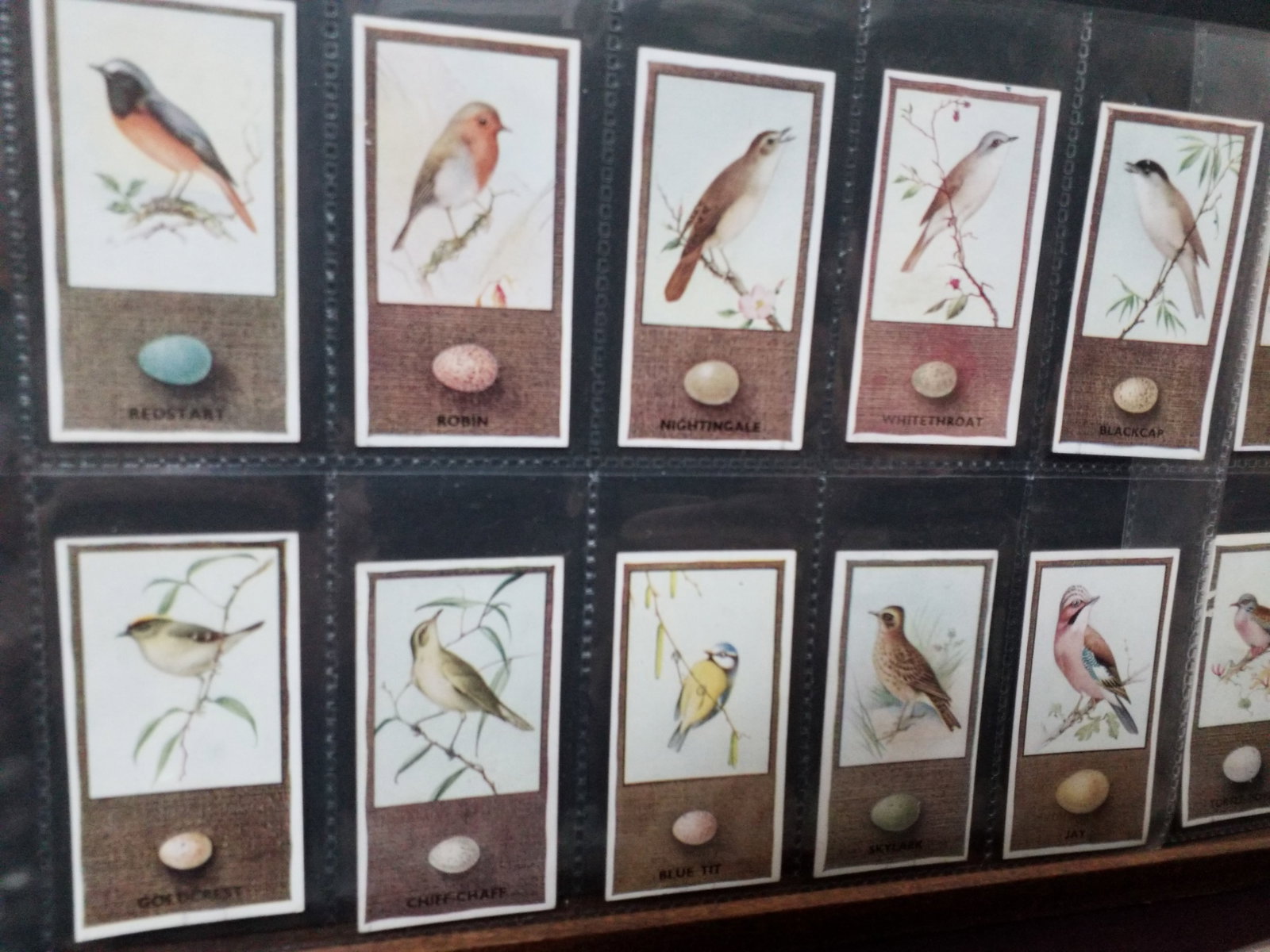 CIGARETTE CARD SET GODFREY PHILLIPS, BRITISH BIRDS & THEIR EGGS 1936 50 cards (1 of 5)