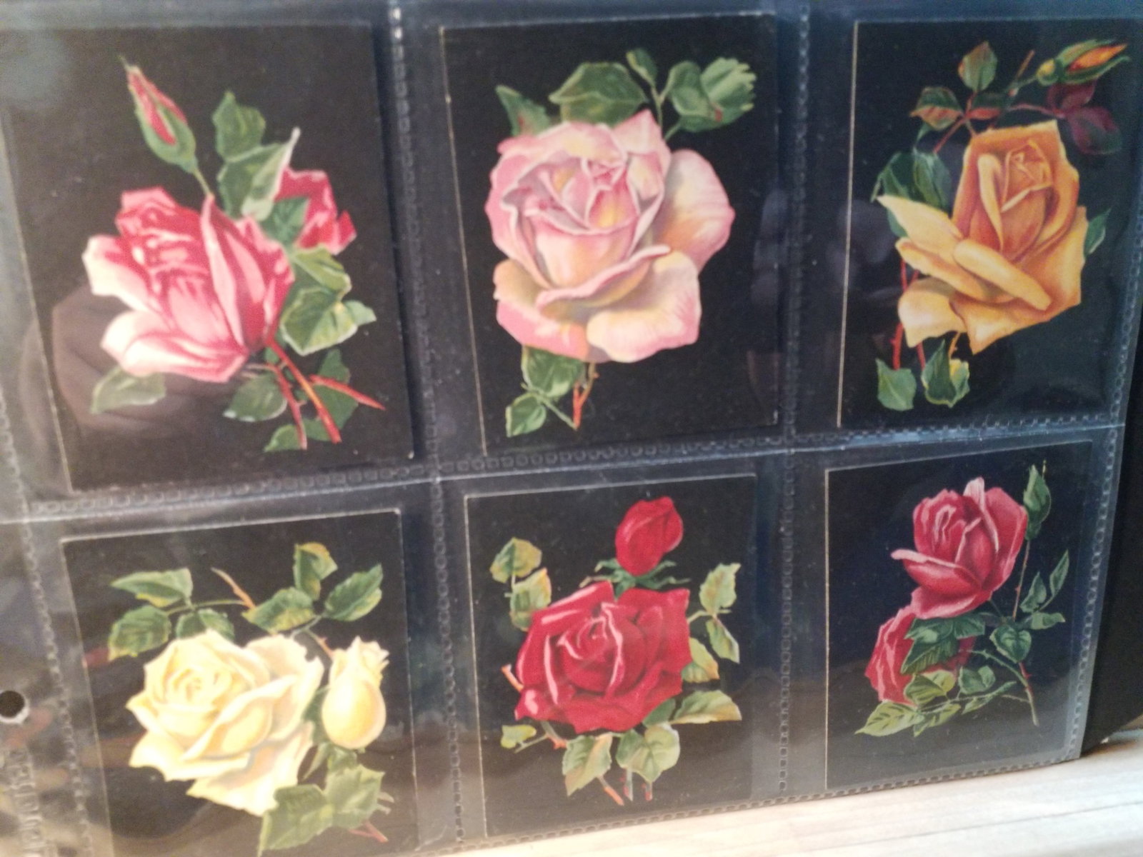 1927 Tobacco Cards Millhoff, De Reszke, Stunning Roses Collection large format Tobacco cards (1 of 5)