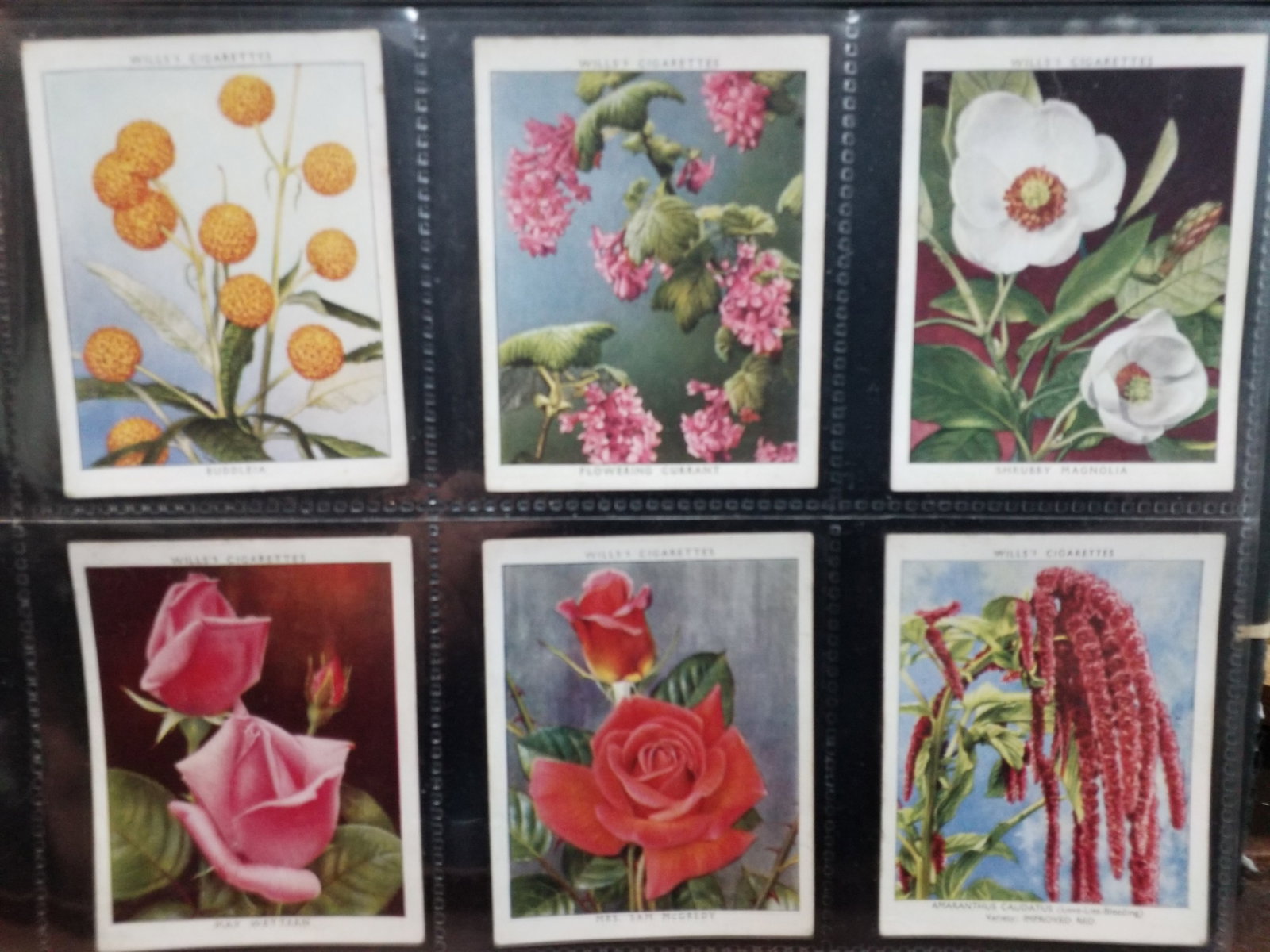 1939 Lot of Approx 64 Botanical Cigarette large format cards Garden Flowers Wills (1 of 8)