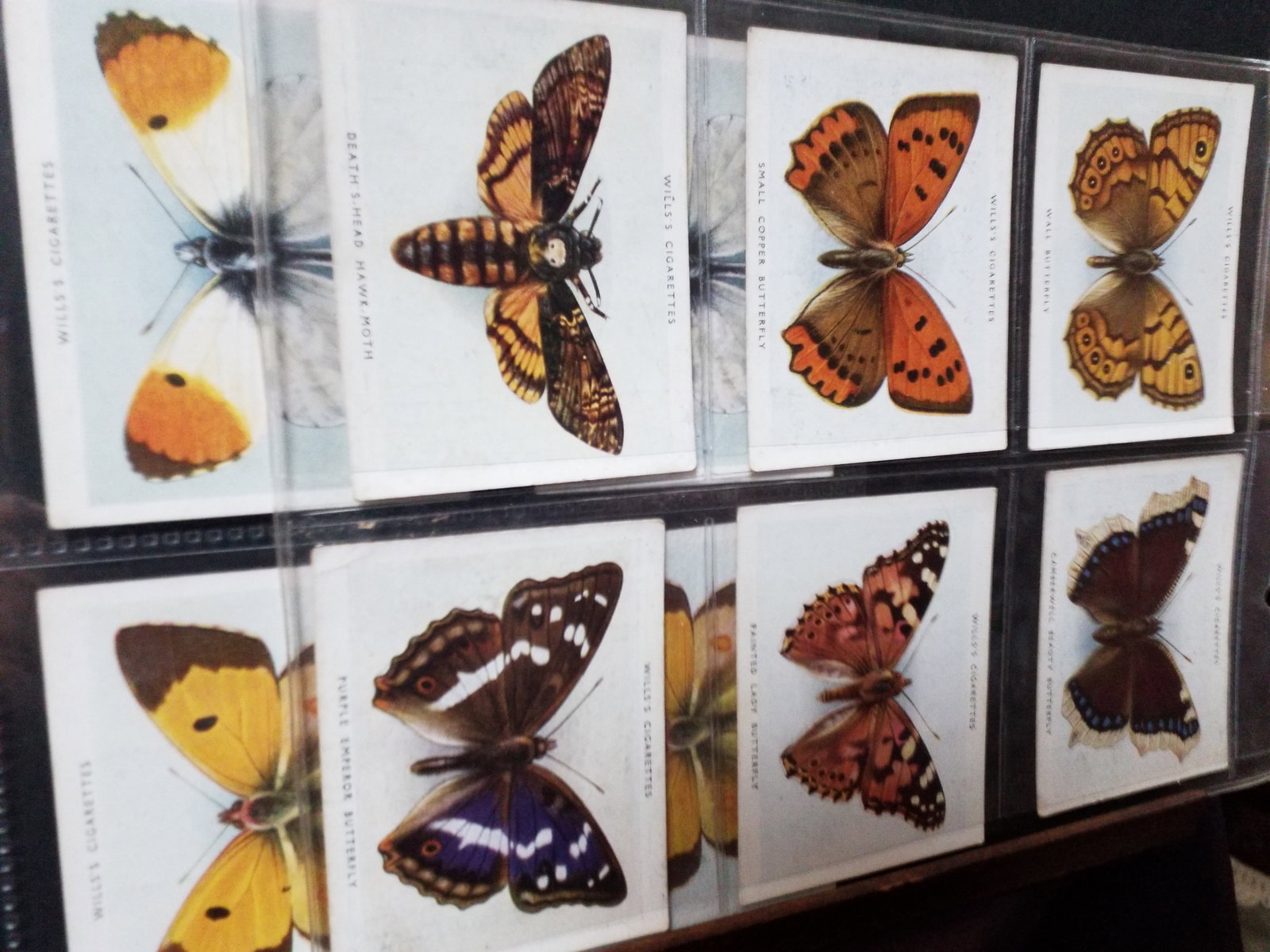 1938 Tobacco cards Large Format Wills Butterflies and Moths lot of 19 Cigarette cards (1 of 5)