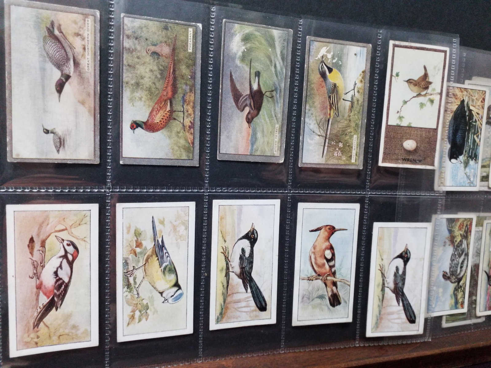 1938 Tobacco cards Godfrey Phillips etc. Birds ,Scottish Wholesale etc cards 75 Cigarette cards lot (1 of 6)