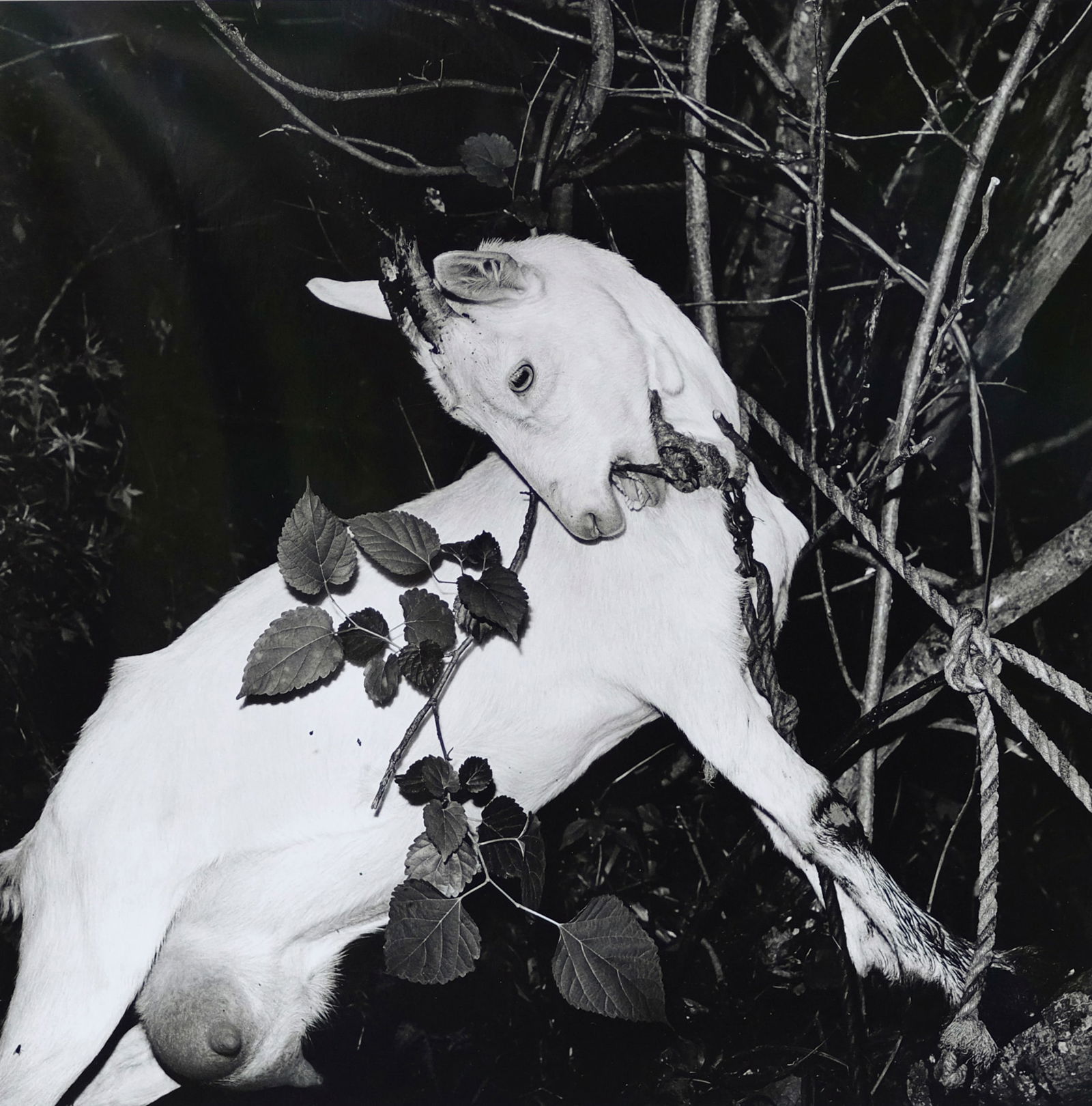 Fushi Kaden Series: Size:41 * 51 cm Aritist:Issei Suda Shooting Year:1976 Medium:Gelatin Silver Print Seal:Artist's personal seal Edition:Open Edition Mounting:Museum-grade framing with anti-reflective glass and acid-fre